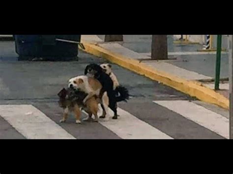 dos perros follando|Dos perros follando en la calle .